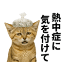 素直なネコのスナネコ！スナちゃんの夏休み（個別スタンプ：28）