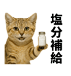 素直なネコのスナネコ！スナちゃんの夏休み（個別スタンプ：29）
