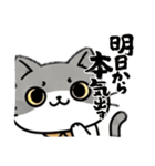 使いやすい猫スタンプ プレミアム（個別スタンプ：24）