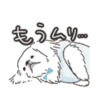 ハク★ニコニコたまにスンっなペキニーズ（個別スタンプ：15）