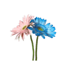 花の写真（ガーベラ）アレンジ用 2（個別スタンプ：39）