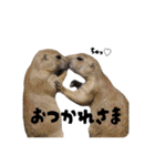 リチャードソンジリス＆マーモット（個別スタンプ：20）