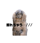 リチャードソンジリス＆マーモット（個別スタンプ：37）