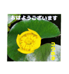 夏の盛りのお花で、日々のご挨拶を（個別スタンプ：1）