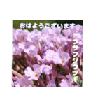 夏の盛りのお花で、日々のご挨拶を（個別スタンプ：2）