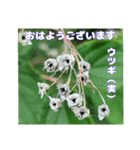 夏の盛りのお花で、日々のご挨拶を（個別スタンプ：3）