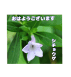 夏の盛りのお花で、日々のご挨拶を（個別スタンプ：4）