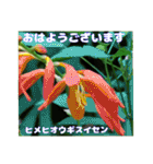 夏の盛りのお花で、日々のご挨拶を（個別スタンプ：5）
