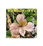 夏の盛りのお花で、日々のご挨拶を（個別スタンプ：7）