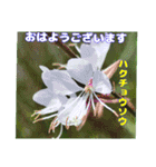 夏の盛りのお花で、日々のご挨拶を（個別スタンプ：8）