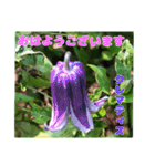 夏の盛りのお花で、日々のご挨拶を（個別スタンプ：9）