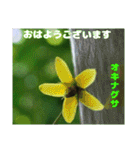 夏の盛りのお花で、日々のご挨拶を（個別スタンプ：10）