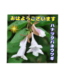 夏の盛りのお花で、日々のご挨拶を（個別スタンプ：11）