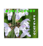 夏の盛りのお花で、日々のご挨拶を（個別スタンプ：12）