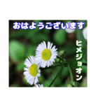 夏の盛りのお花で、日々のご挨拶を（個別スタンプ：13）
