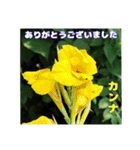 夏の盛りのお花で、日々のご挨拶を（個別スタンプ：14）