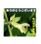 夏の盛りのお花で、日々のご挨拶を（個別スタンプ：15）