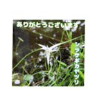 夏の盛りのお花で、日々のご挨拶を（個別スタンプ：16）