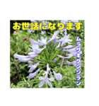 夏の盛りのお花で、日々のご挨拶を（個別スタンプ：17）