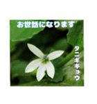 夏の盛りのお花で、日々のご挨拶を（個別スタンプ：18）