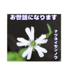 夏の盛りのお花で、日々のご挨拶を（個別スタンプ：19）