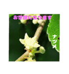 夏の盛りのお花で、日々のご挨拶を（個別スタンプ：20）