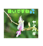 夏の盛りのお花で、日々のご挨拶を（個別スタンプ：21）