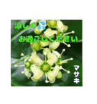夏の盛りのお花で、日々のご挨拶を（個別スタンプ：22）