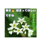 夏の盛りのお花で、日々のご挨拶を（個別スタンプ：23）