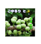 夏の盛りのお花で、日々のご挨拶を（個別スタンプ：24）