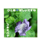 夏の盛りのお花で、日々のご挨拶を（個別スタンプ：25）