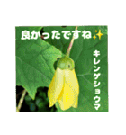 夏の盛りのお花で、日々のご挨拶を（個別スタンプ：26）