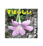 夏の盛りのお花で、日々のご挨拶を（個別スタンプ：27）