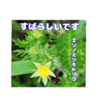 夏の盛りのお花で、日々のご挨拶を（個別スタンプ：28）