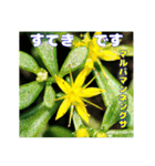 夏の盛りのお花で、日々のご挨拶を（個別スタンプ：29）