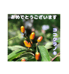 夏の盛りのお花で、日々のご挨拶を（個別スタンプ：30）