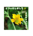 夏の盛りのお花で、日々のご挨拶を（個別スタンプ：31）