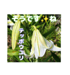 夏の盛りのお花で、日々のご挨拶を（個別スタンプ：32）