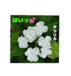 夏の盛りのお花で、日々のご挨拶を（個別スタンプ：33）