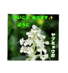 夏の盛りのお花で、日々のご挨拶を（個別スタンプ：34）