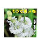 夏の盛りのお花で、日々のご挨拶を（個別スタンプ：35）