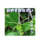 夏の盛りのお花で、日々のご挨拶を（個別スタンプ：36）