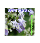 夏の盛りのお花で、日々のご挨拶を（個別スタンプ：37）