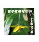 夏の盛りのお花で、日々のご挨拶を（個別スタンプ：38）