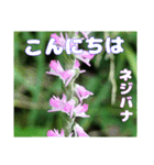 夏の盛りのお花で、日々のご挨拶を（個別スタンプ：40）