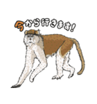 あつまれ！世界の猿たち1（個別スタンプ：1）
