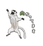 あつまれ！世界の猿たち1（個別スタンプ：4）