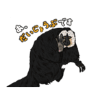 あつまれ！世界の猿たち1（個別スタンプ：5）
