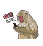 あつまれ！世界の猿たち1（個別スタンプ：6）