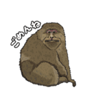 あつまれ！世界の猿たち1（個別スタンプ：11）
